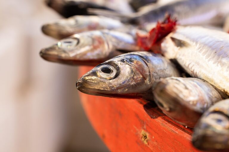 New Sensor Revolutionizes Fish Freshness Checks with Microneedles, Enhancing Safety and Trust in Seafood Consumption